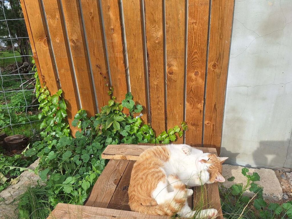 "PR MANAGER" Gato